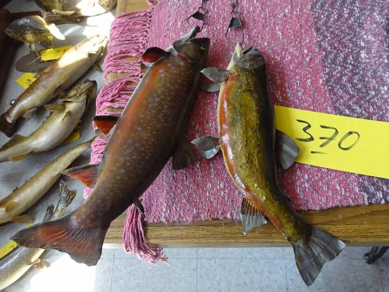 Stringer of Trout
