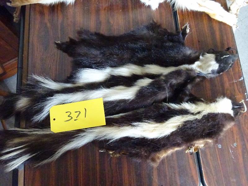Pair of skunk Pelts