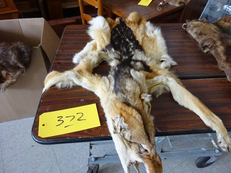 Coyote