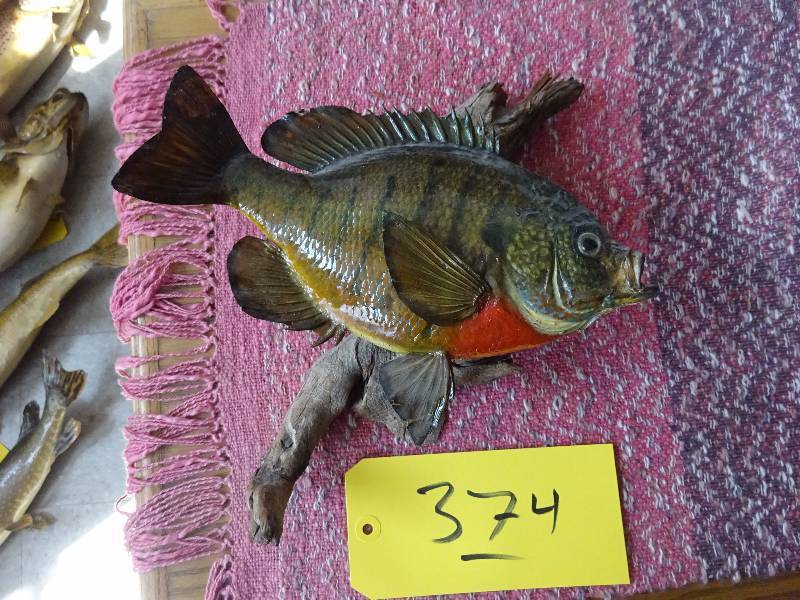 Blue Gill