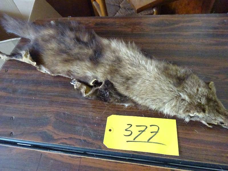 Badger Pelt