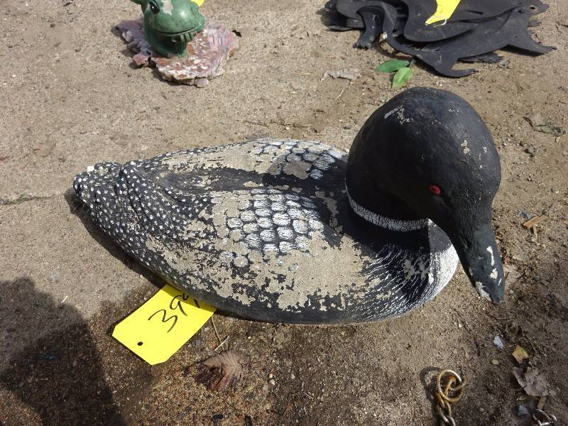Loon, Large
