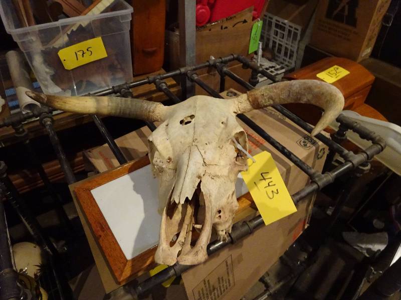 Old Skull wHorn Covers