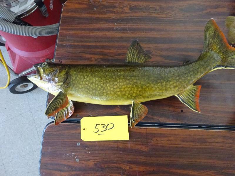 Trout
