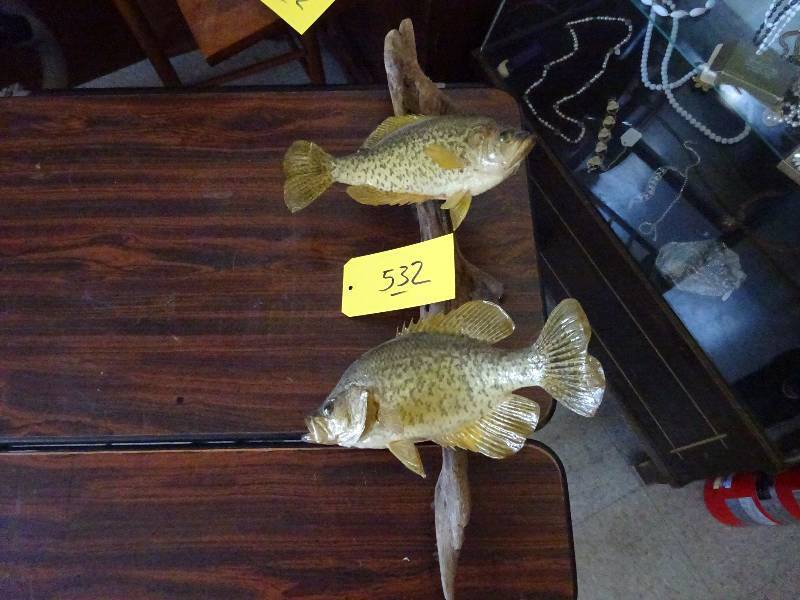 Large Crappies