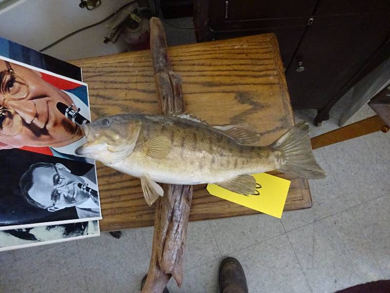 Small Mouth