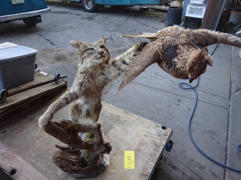 Lynx wGrouse