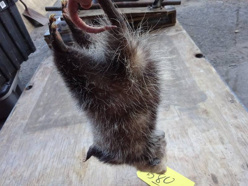 Possum