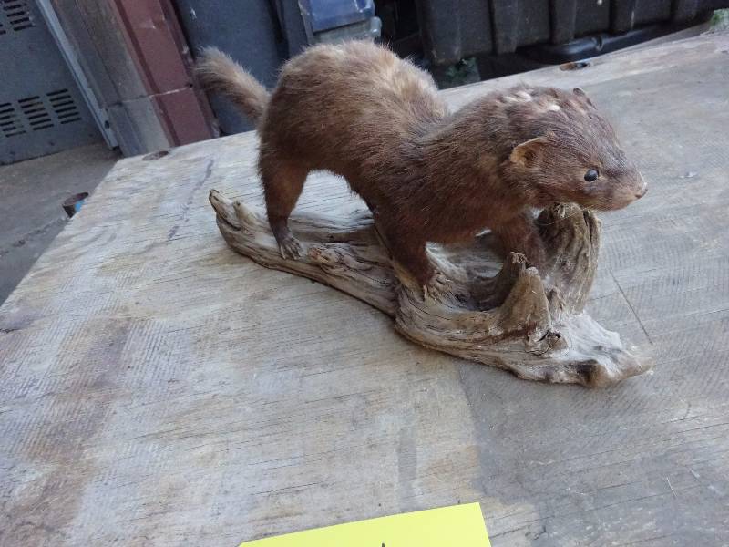 Weasel