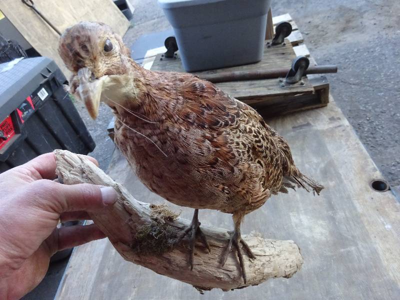 Phesant Hen