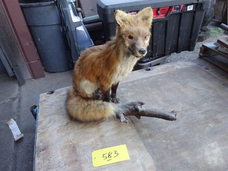Red Fox