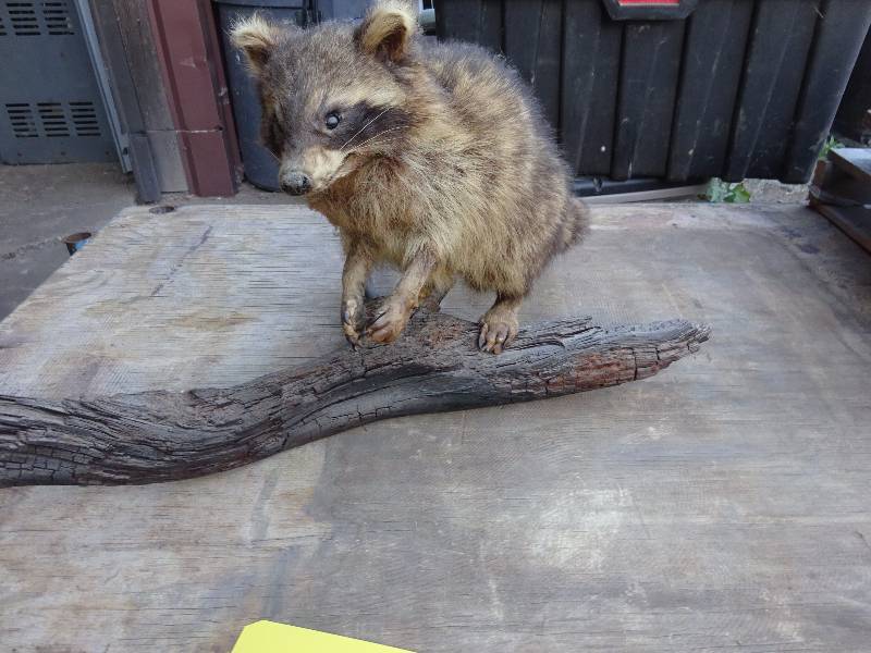 Racoon