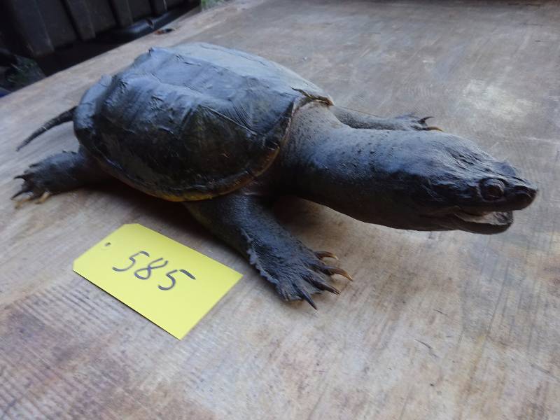 Huge Snapping Turtle