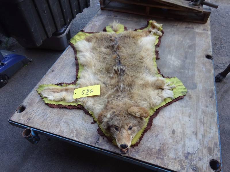 Coyote Rug