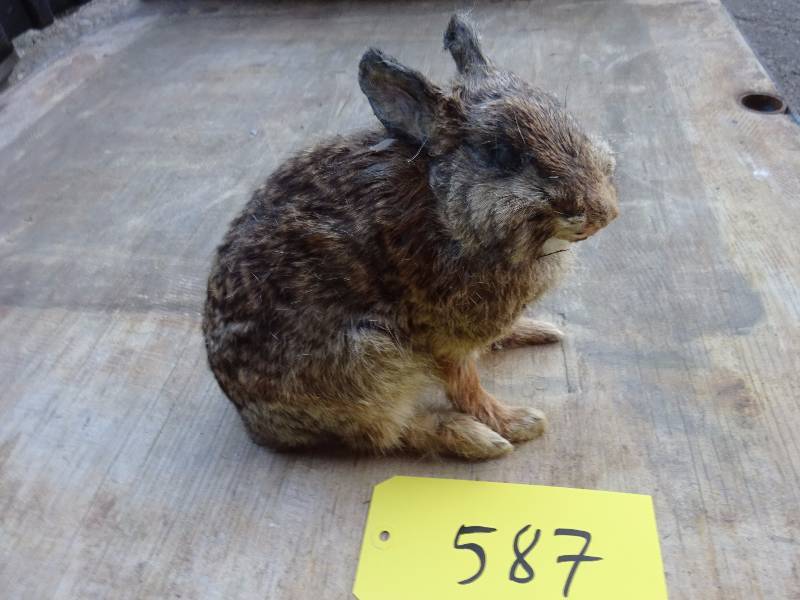 Bunny