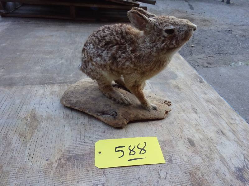 Rabbit