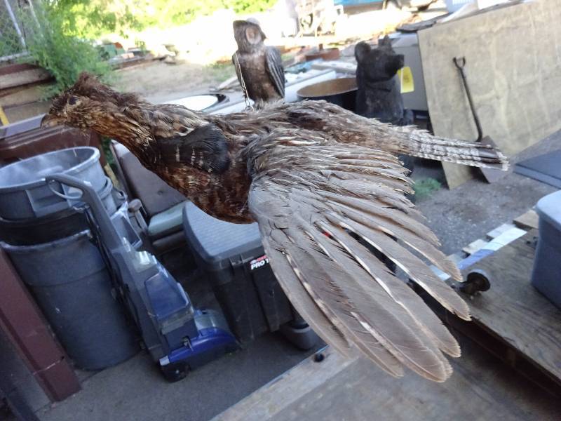 Grouse on Hanger