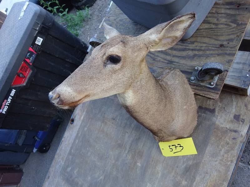 Doe