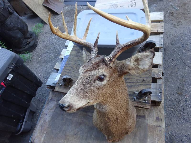 Big Buck