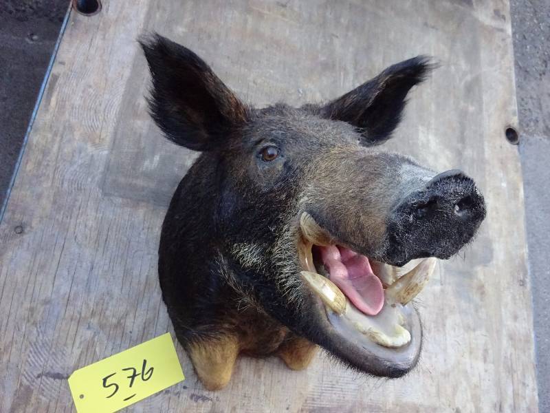 Hog