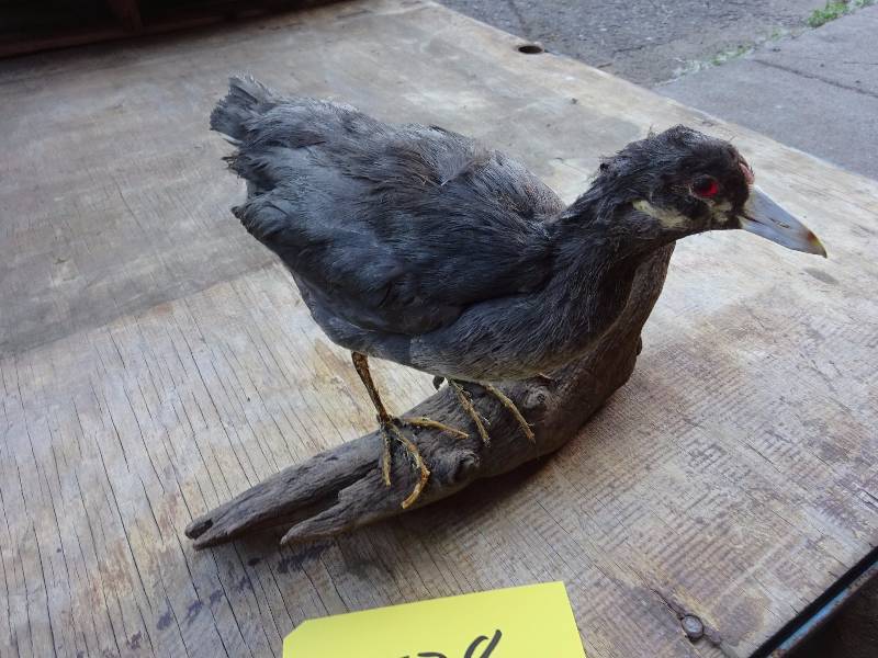 Rail, Coot, you tell me