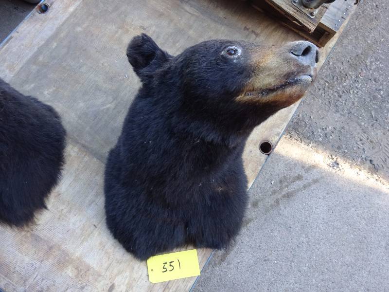 Huge Black Bear
