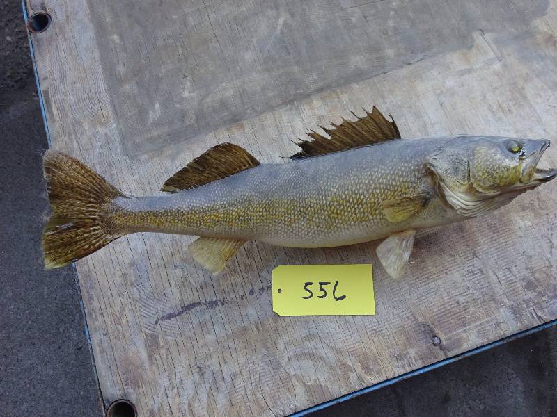 Walleye