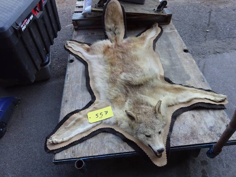 Coyote Rug