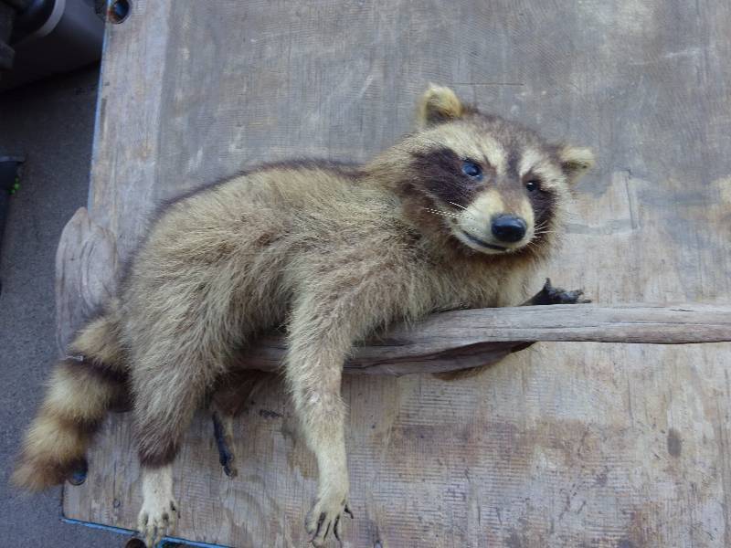 Racoon on Branch