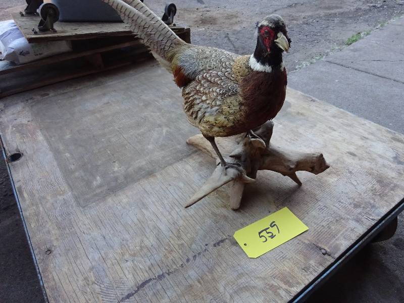 Ringneck