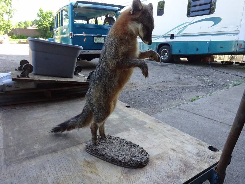 Grey Fox