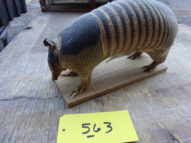 Armadillo