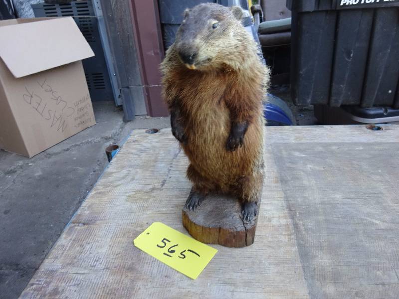 Wood Chuck