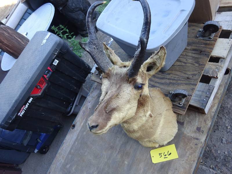 Pronghorn, large