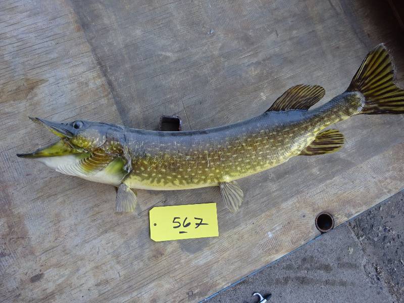 Northern Pike