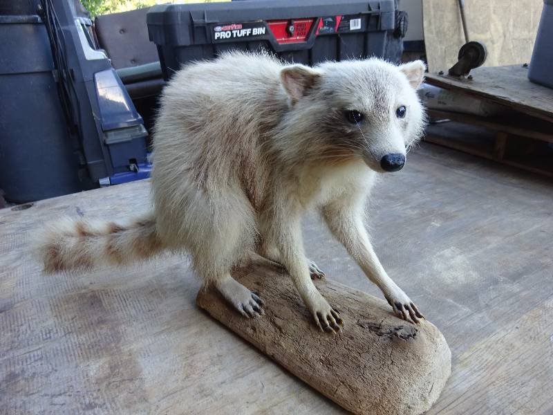 Albino Racoon