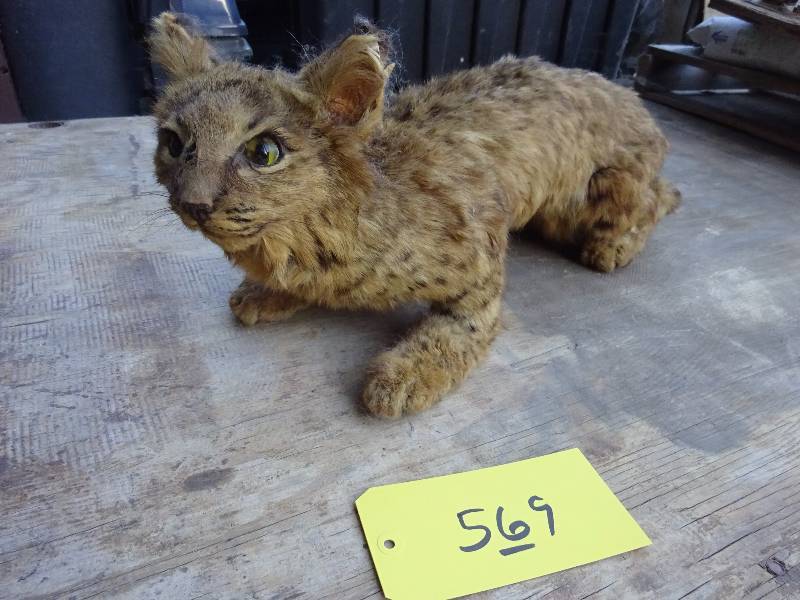 Bobcat