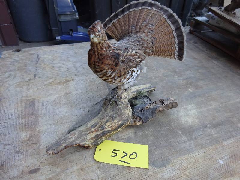 Grouse
