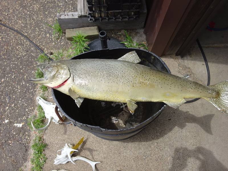 Lake trout