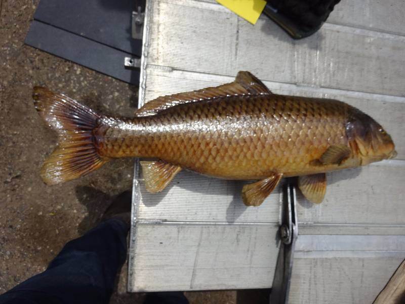 Huge Carp