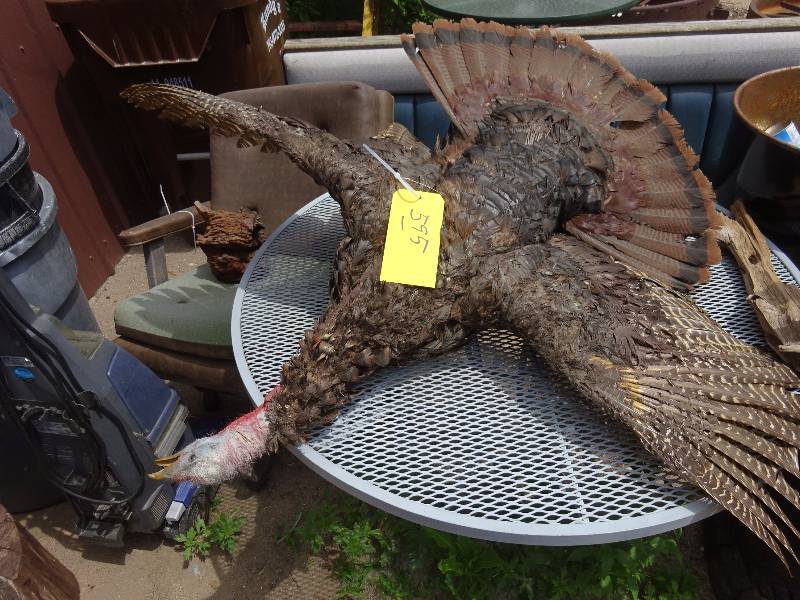 Hanging Turkey