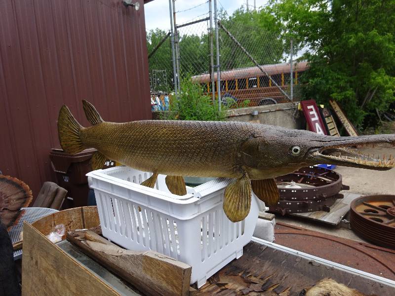 Large Gar