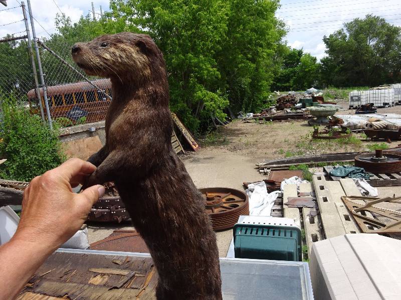 Otter