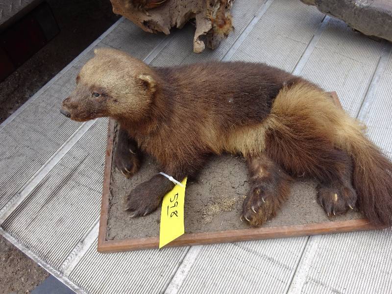 Wolverine