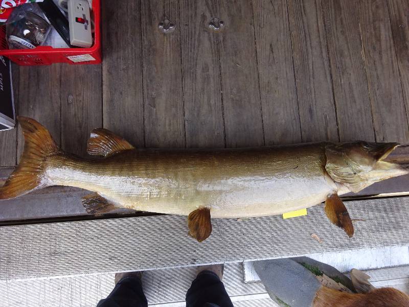 Huge Muskie