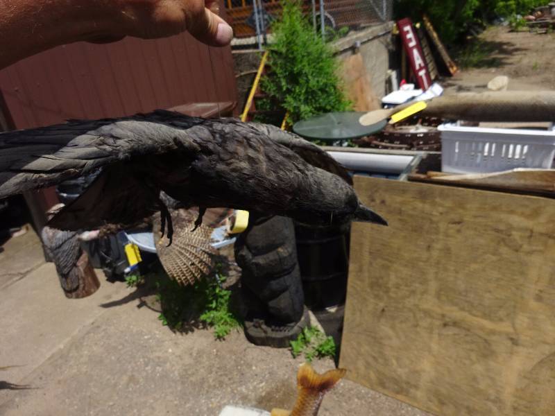 Crow