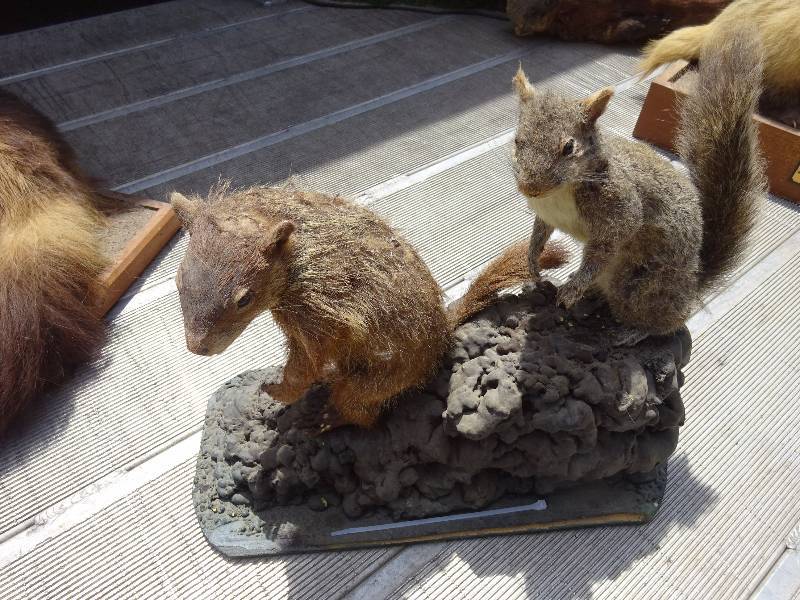Grey Squirrel and something else