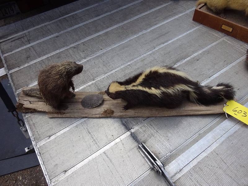 Skunk and Porcupine