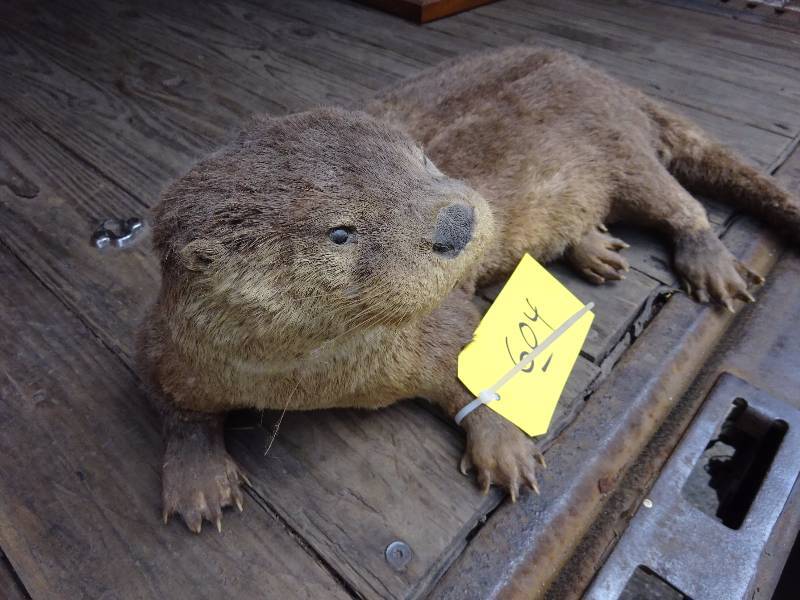 Otter