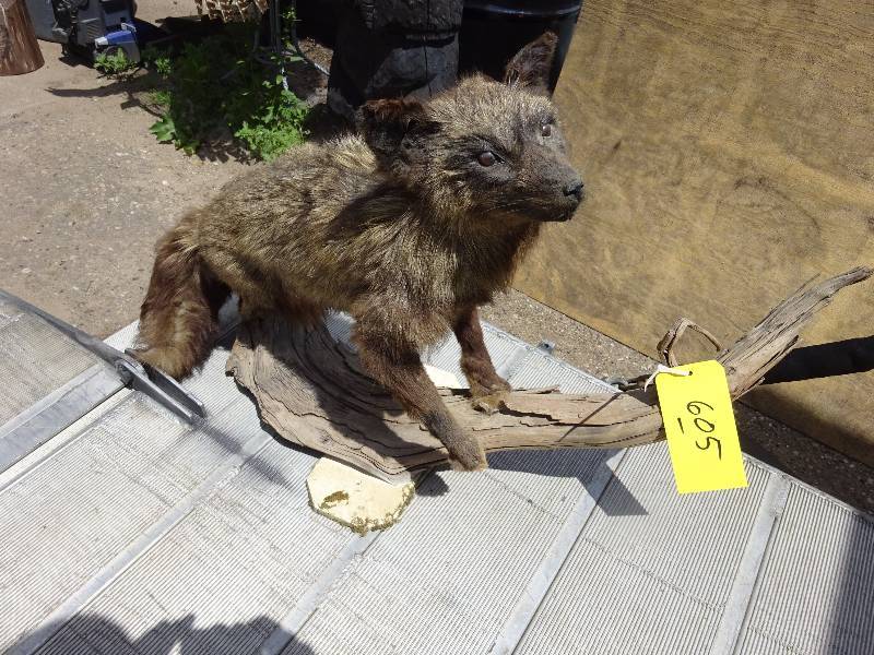 Unusual Fox